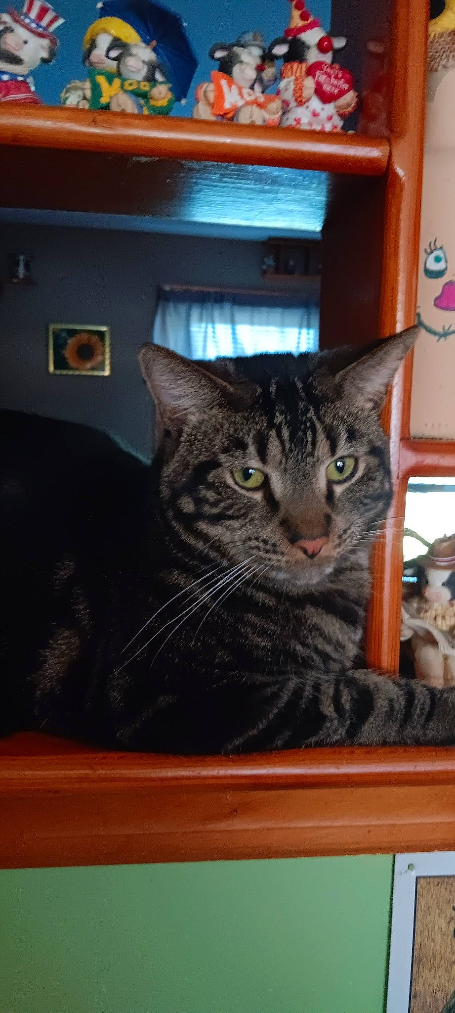 Smokey is registered to the contest to win money with this photo: box, carnivore, cat, cat_supply, domestic_short_haired_cat, door, felidae, fur, grey, paw, picture_frame, sitting, small_to_medium_sized_cats, snout, whiskers, window, wood