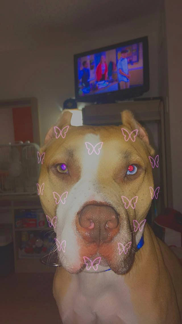 Tyson joined the competition — help win amazing prizes! art, canidae, carnivore, companion_dog, display_device, dog, dog_breed, fawn, fur, jaw, non_sporting_group, personal_protective_equipment, room, sculpture, snout, sporting_group, suidae, visual_arts, whiskers, working_animal