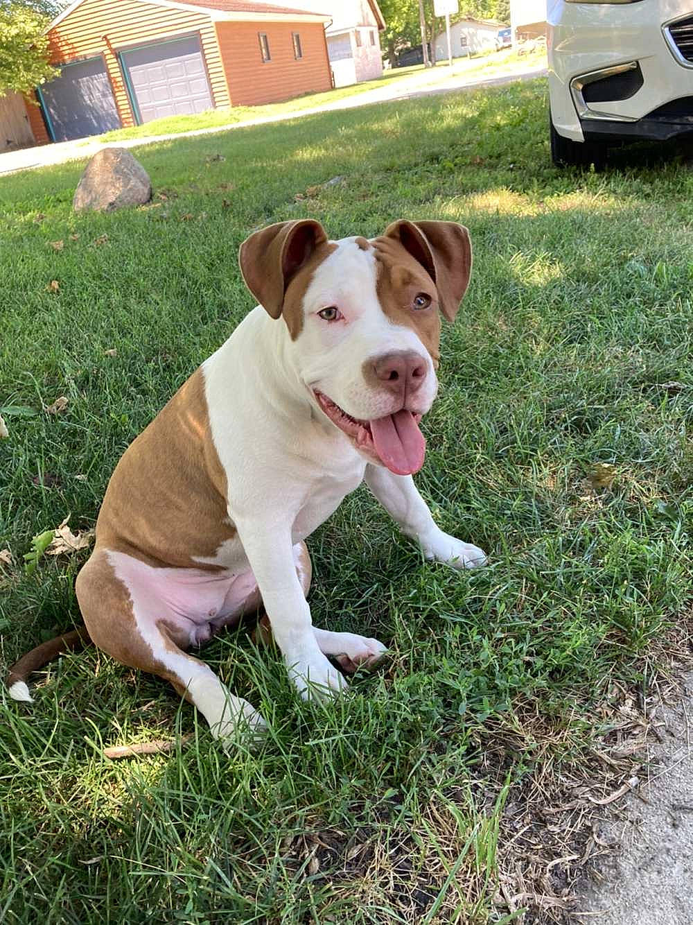 Bella is registered to the contest to win money with this photo: automotive_tire, car, carnivore, collar, companion_dog, dog, dog_breed, dog_collar, fawn, fender, grass, plant, snout, sporting_group, tail, tire, tree, vehicle, wheel, working_animal