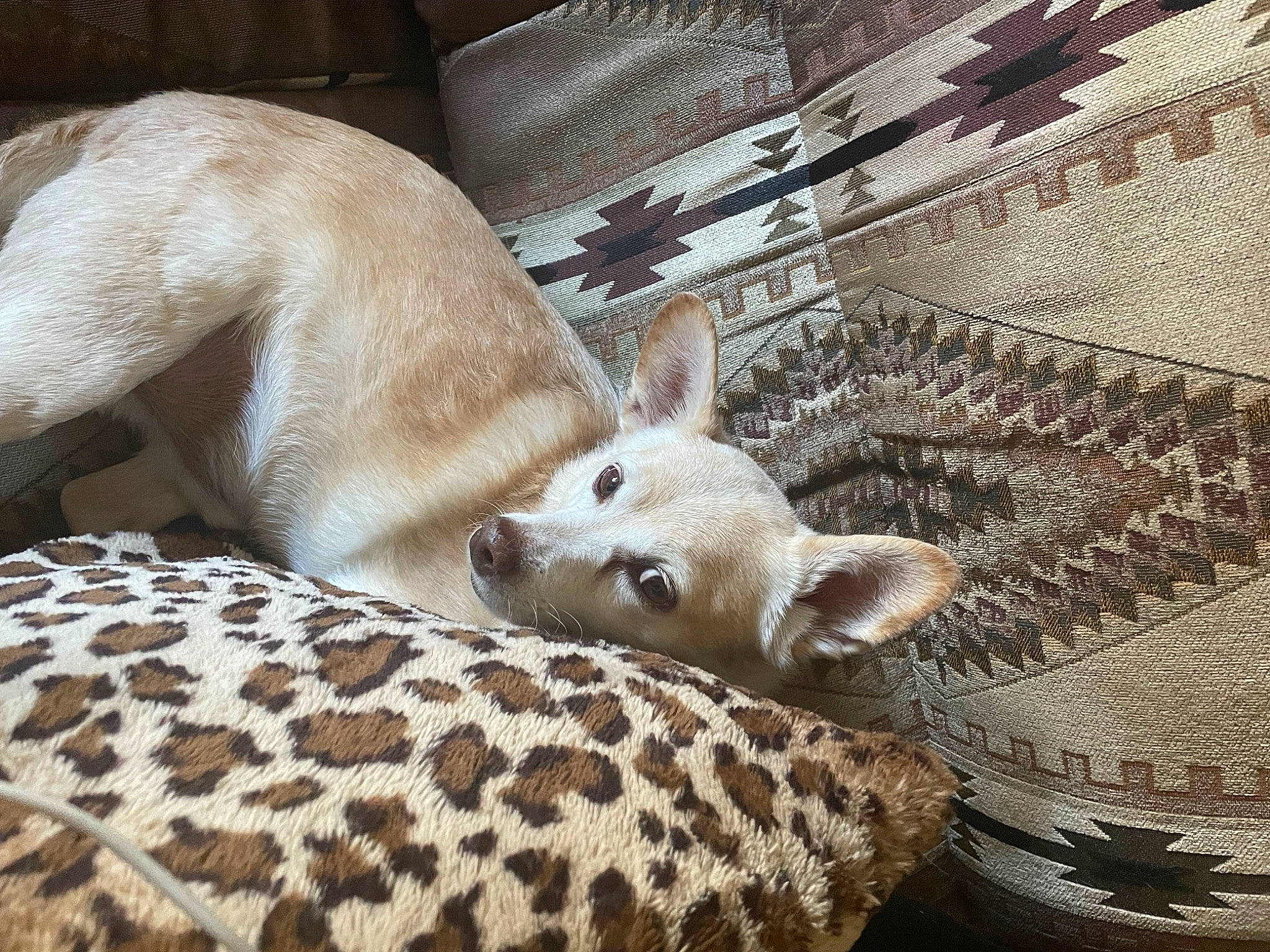 Faber is registered to the contest to win money with this photo: bed, bedding, canidae, carnivore, comfort, companion_dog, dog, dog_breed, fawn, felidae, fur, linens, small_to_medium_sized_cats, snout, sporting_group, tail, terrestrial_animal, whiskers, wildlife, wood