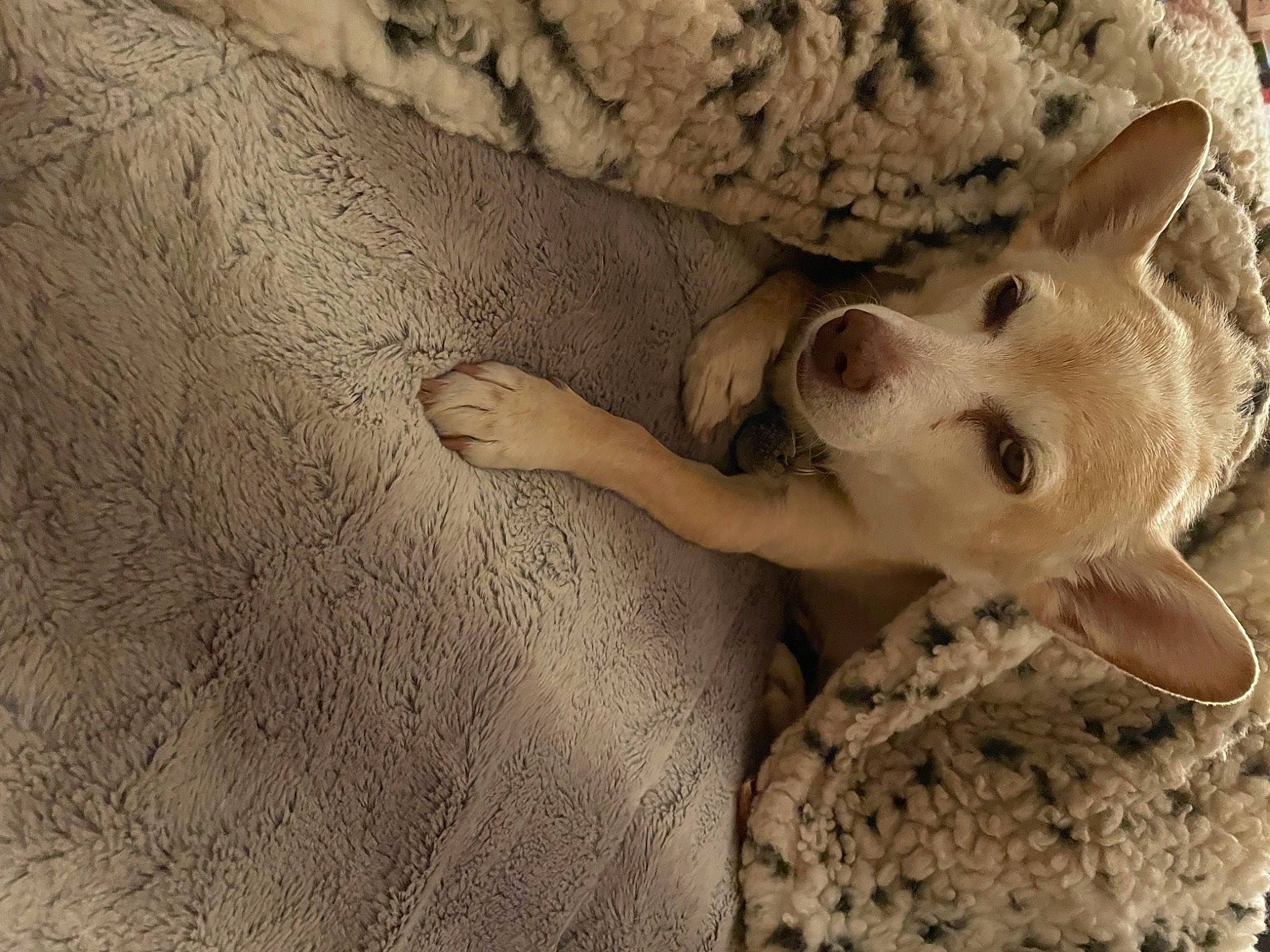 Faber joined the competition — help win amazing prizes! canidae, carnivore, comfort, companion_dog, dog, dog_breed, ear, eye, fawn, felidae, happy, paw, snout, sporting_group, tail, terrestrial_animal, trunk, whiskers, wood, working_animal