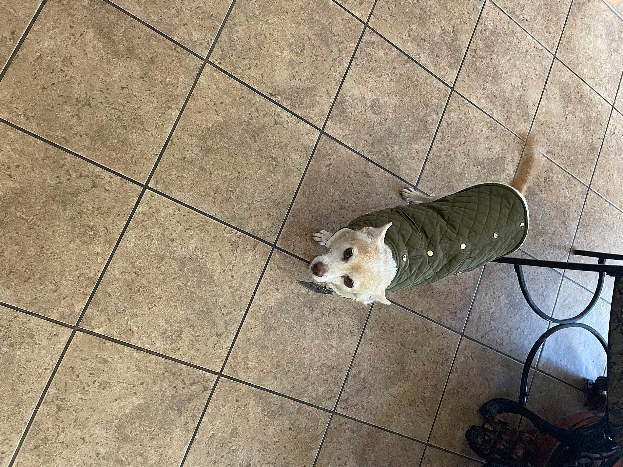 Faber is registered to the contest to win money with this photo: asphalt, canidae, carnivore, cobblestone, companion_dog, concrete, dog, dog_breed, floor, flooring, gas, human_leg, line, pet_supply, road_surface, shadow, sidewalk, sporting_group, tail, wood