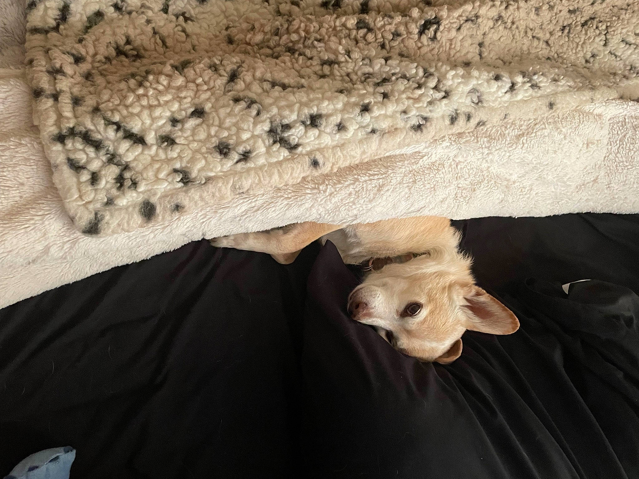 Faber joined the competition — help win amazing prizes! bedding, beige, carnivore, comfort, companion_dog, dog, dog_breed, fawn, felidae, flooring, fur, grey, linens, pattern, paw, small_to_medium_sized_cats, sporting_group, tail, toy_dog, wood