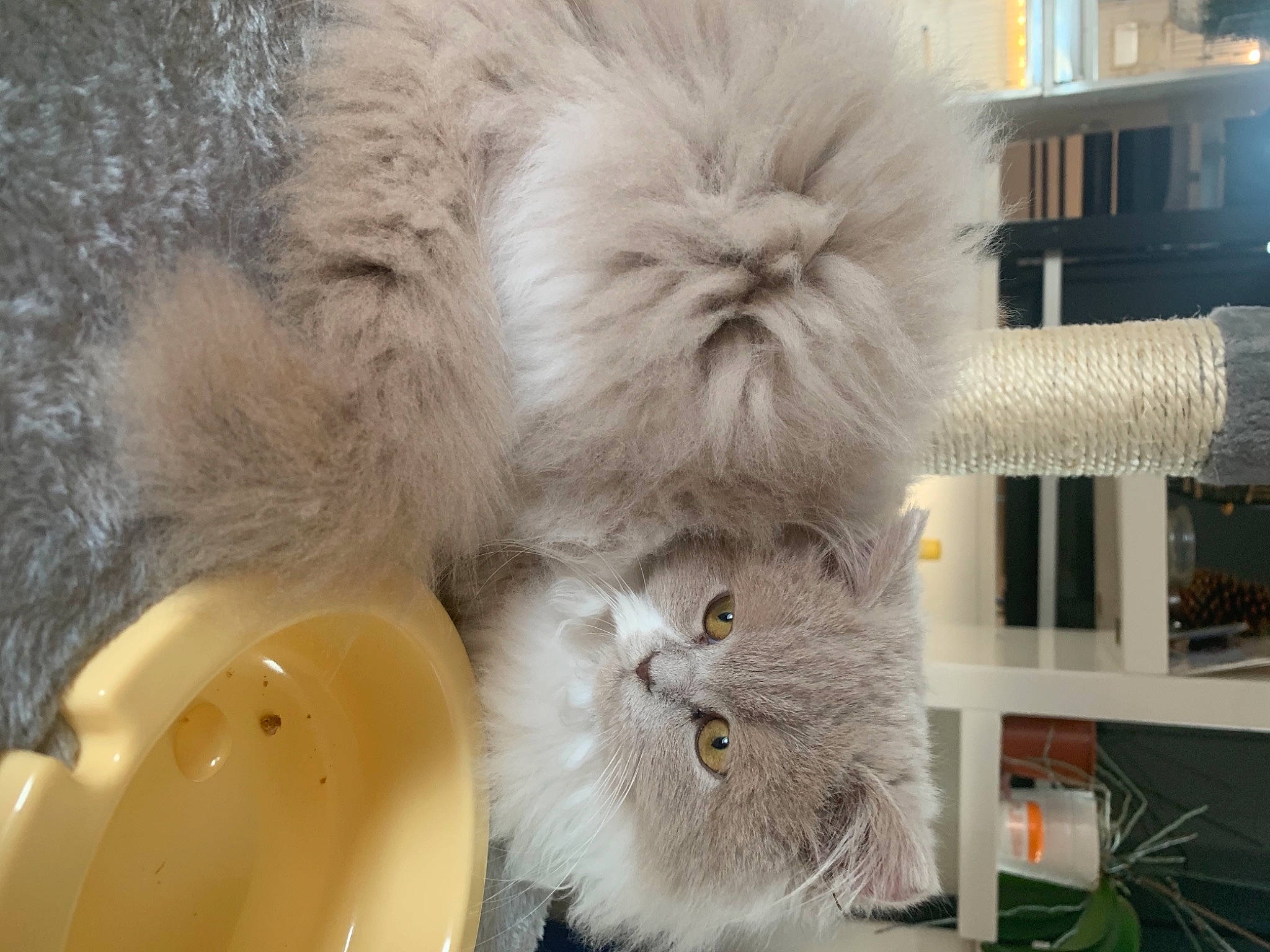 Sushi a rejoint le concours — aidez-le/la à gagner de superbes lots ! british_longhair, canidae, carnivore, cat, claw, companion_dog, fawn, felidae, fur, paw, persian, room, serveware, shelf, small_to_medium_sized_cats, snout, tableware, tail, whiskers, window