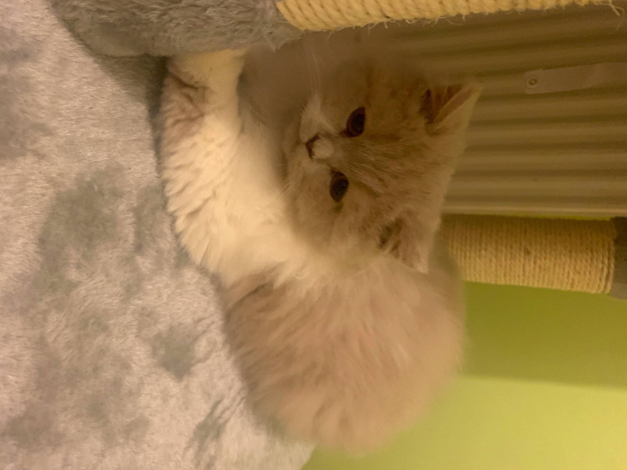 Sushi a rejoint le concours — aidez-le/la à gagner de superbes lots ! canidae, carnivore, cat, claw, dog_breed, fawn, felidae, fur, hardwood, paw, small_to_medium_sized_cats, snout, tail, terrestrial_animal, whiskers, wood