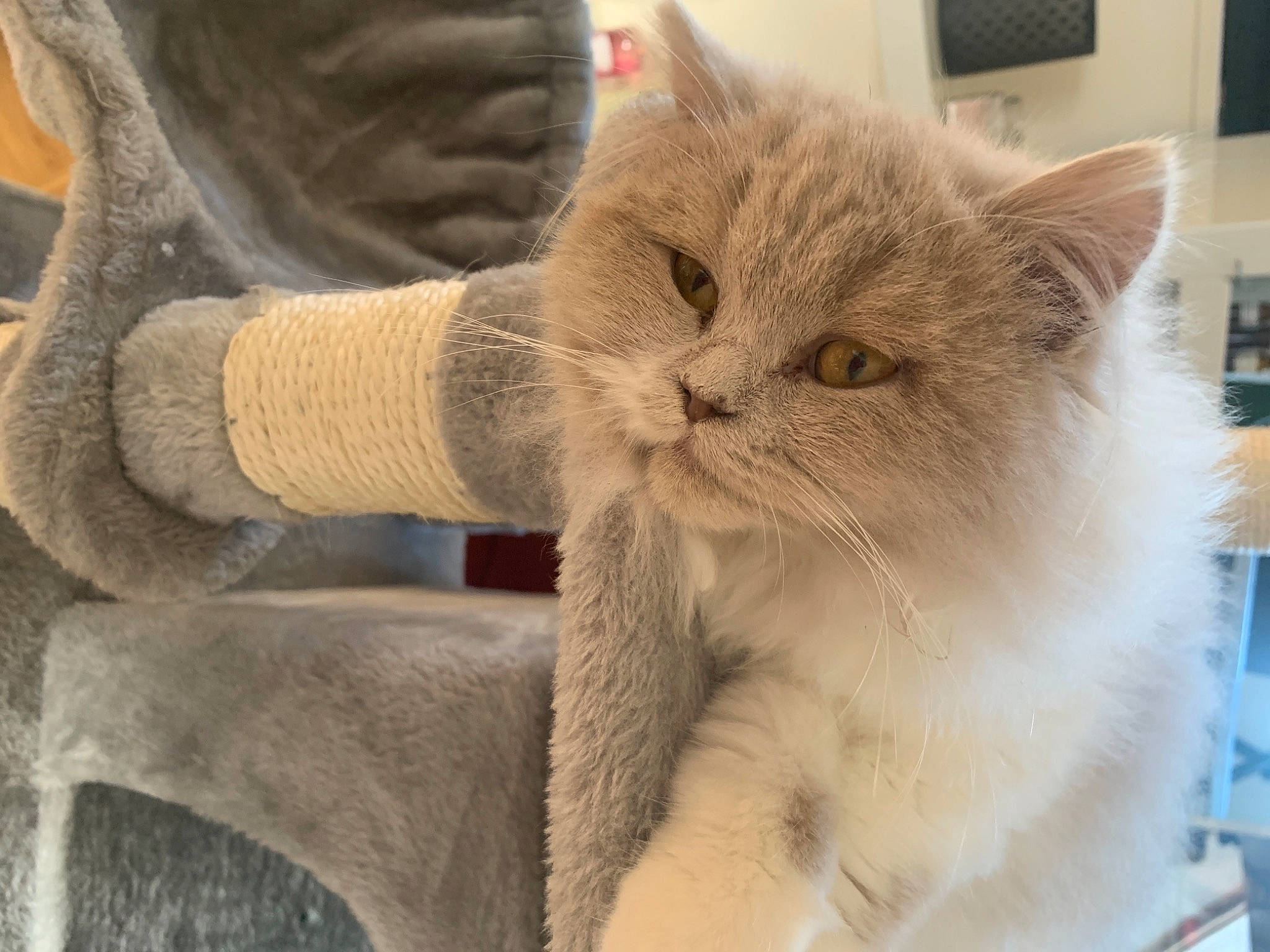 Sushi participe au concours pour gagner de l'argent avec cette photo : british_longhair, carnivore, cat, claw, comfort, domestic_short_haired_cat, fawn, felidae, fur, paw, small_to_medium_sized_cats, snout, tail, whiskers, wool