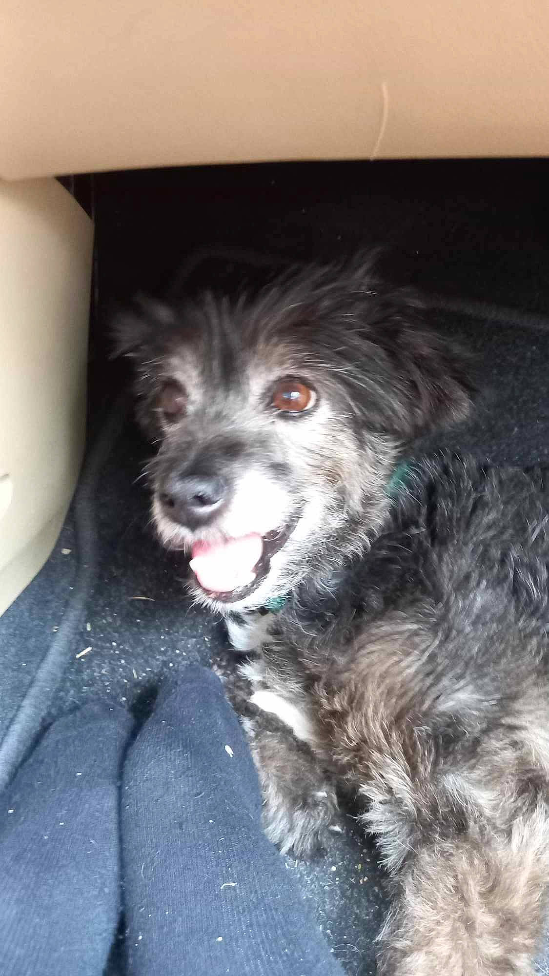 Ernest a rejoint le concours — aidez-le/la à gagner de superbes lots ! automotive_tire, ball, canidae, carnivore, companion_dog, dog, dog_breed, fang, fur, herding_dog, non_sporting_group, paw, snout, spaniel, sporting_group, terrier, toy_dog, whiskers, working_animal, working_dog