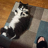Lily joined the competition — help win amazing prizes! cat, black_and_white, fluffy, longhaired, feline, pet, lying_down, belly_up, indoor, rug, carpet, wood_floor, home, cute, relaxed, looking_at_camera, whiskers, yellow_eyes, human_foot, sandal