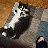 cat, black_and_white, fluffy, longhaired, feline, pet, lying_down, belly_up, indoor, rug, carpet, wood_floor, home, cute, relaxed, looking_at_camera, whiskers, yellow_eyes, human_foot, sandal