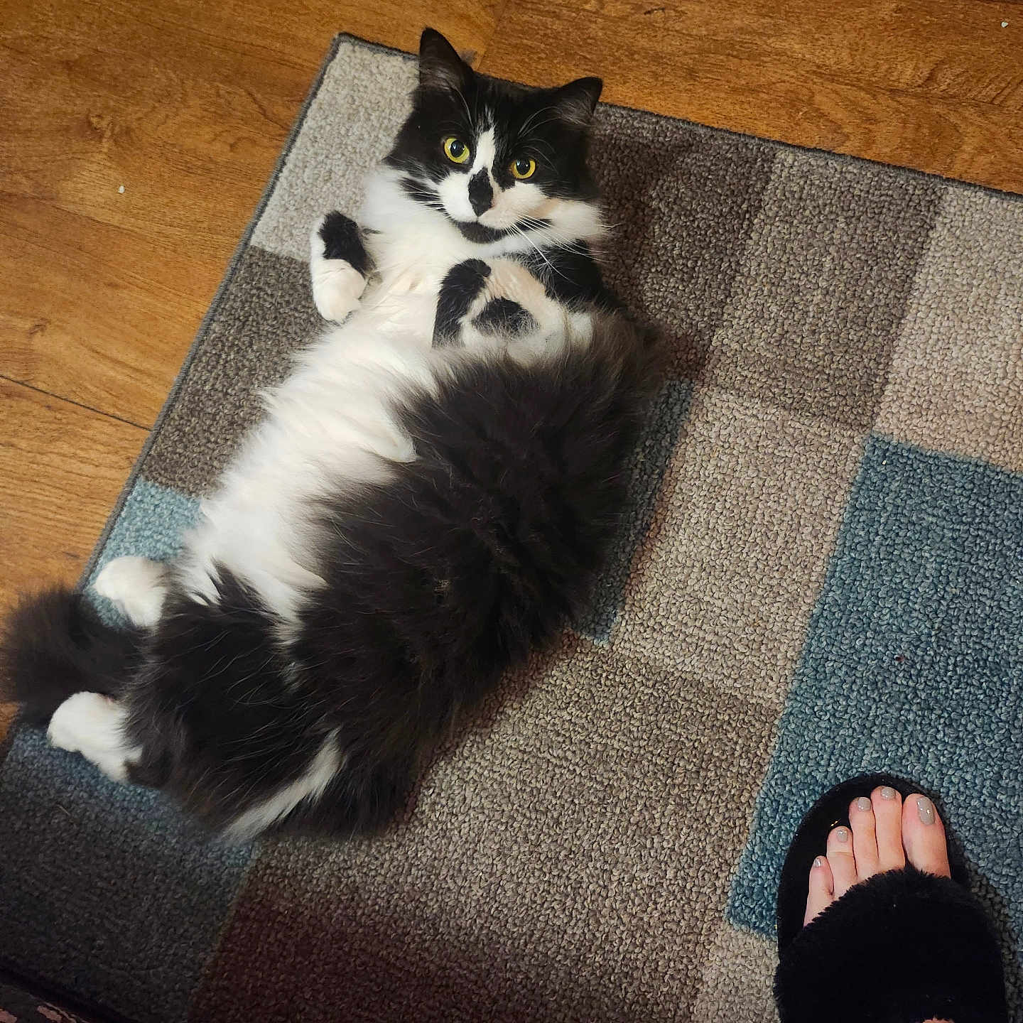 Lily joined the competition — help win amazing prizes! cat, black_and_white, fluffy, longhaired, feline, pet, lying_down, belly_up, indoor, rug, carpet, wood_floor, home, cute, relaxed, looking_at_camera, whiskers, yellow_eyes, human_foot, sandal