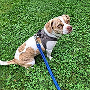 Thurston is registered to the contest to win money with this photo: dog, pet, leash, harness, grass, clover, outdoor, animal, brown_and_white, sitting, cute, canine, small_dog, nature, greenery, looking_up, companion, domestic_animal, daylight, friendly