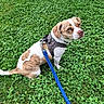 dog, pet, leash, harness, grass, clover, outdoor, animal, brown_and_white, sitting, cute, canine, small_dog, nature, greenery, looking_up, companion, domestic_animal, daylight, friendly