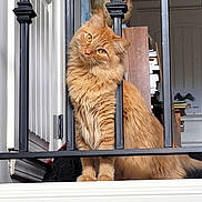 Ember joined the competition — help win amazing prizes! cat, ginger_cat, fluffy, pet, indoor, curious, head_tilt, metal_bars, orange_fur, whiskers, eyes, animal, feline, home, domestic, portrait, cute, looking, sitting, furry