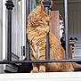 cat, ginger_cat, fluffy, pet, indoor, curious, head_tilt, metal_bars, orange_fur, whiskers, eyes, animal, feline, home, domestic, portrait, cute, looking, sitting, furry