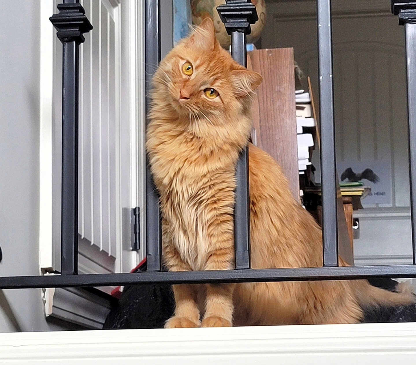 Ember joined the competition — help win amazing prizes! cat, ginger_cat, fluffy, pet, indoor, curious, head_tilt, metal_bars, orange_fur, whiskers, eyes, animal, feline, home, domestic, portrait, cute, looking, sitting, furry