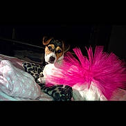 Matilda joined the competition — help win amazing prizes! accessories, animal, canine, clothing, costume, dog, dress, face, glasses, head, hound, indoors, interiordesign, person, pet, photography, portrait, puppy, purple, sunglasses