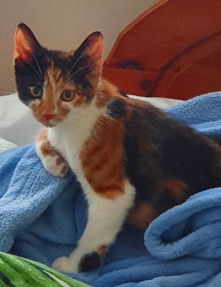 Chonky Cat joined the competition — help win amazing prizes! carnivore, cat, claw, comfort, couch, domestic_short_haired_cat, felidae, fur, iris, linens, paw, sitting, small_to_medium_sized_cats, snout, tail, whiskers, window