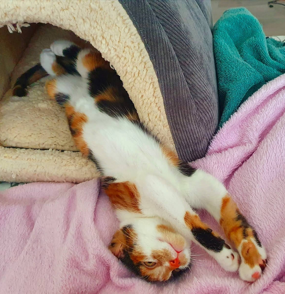 Chonky Cat joined the competition — help win amazing prizes! carnivore, cat, cat_supply, claw, comfort, companion_dog, dog_breed, domestic_short_haired_cat, fawn, felidae, fur, linens, mammal, nap, paw, small_to_medium_sized_cats, tail, textile, vertebrate, whiskers