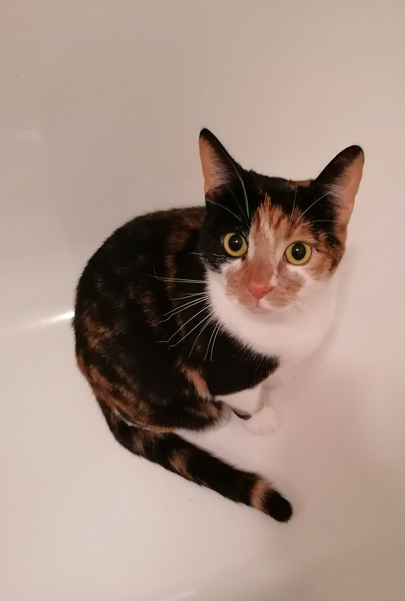 Chonky Cat joined the competition — help win amazing prizes! carnivore, cat, domestic_short_haired_cat, door, ear, felidae, fur, paw, small_to_medium_sized_cats, snout, tail, whiskers, window