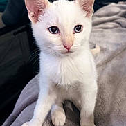 Coco is registered to the contest to win money with this photo: kitten, cat, white_cat, pet, animal, sitting, wide_eyes, blue_eyes, pink_nose, ears, whiskers, fur, cute, portrait, close_up, indoors, blanket, gray_blanket, soft_texture, adorable