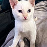 kitten, cat, white_cat, pet, animal, sitting, wide_eyes, blue_eyes, pink_nose, ears, whiskers, fur, cute, portrait, close_up, indoors, blanket, gray_blanket, soft_texture, adorable