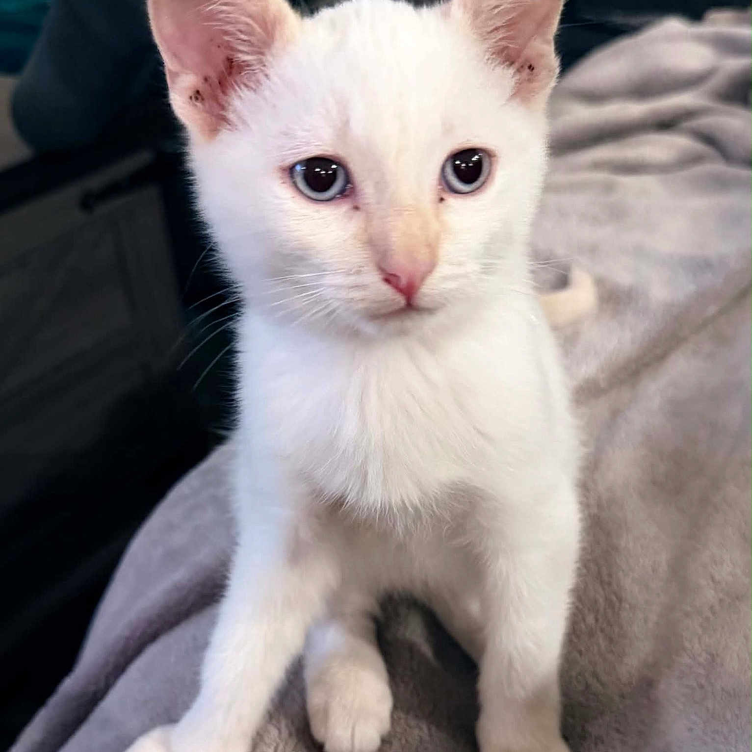 Coco