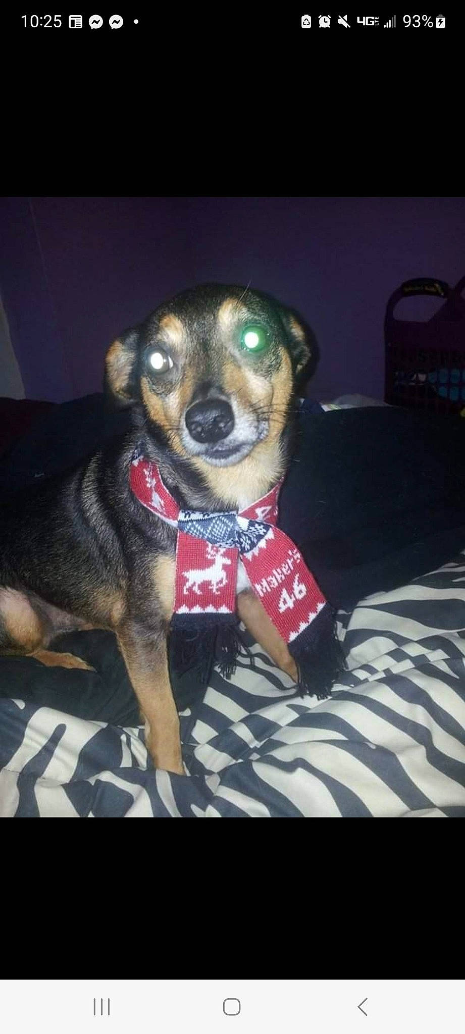 Fynn joined the competition — help win amazing prizes! canidae, carnivore, chihuahua, collar, companion_dog, dog, dog_breed, dog_clothes, dog_collar, dog_supply, fawn, fur, leash, pet_supply, snout, sporting_group, toy_dog, whiskers, working_animal, working_dog