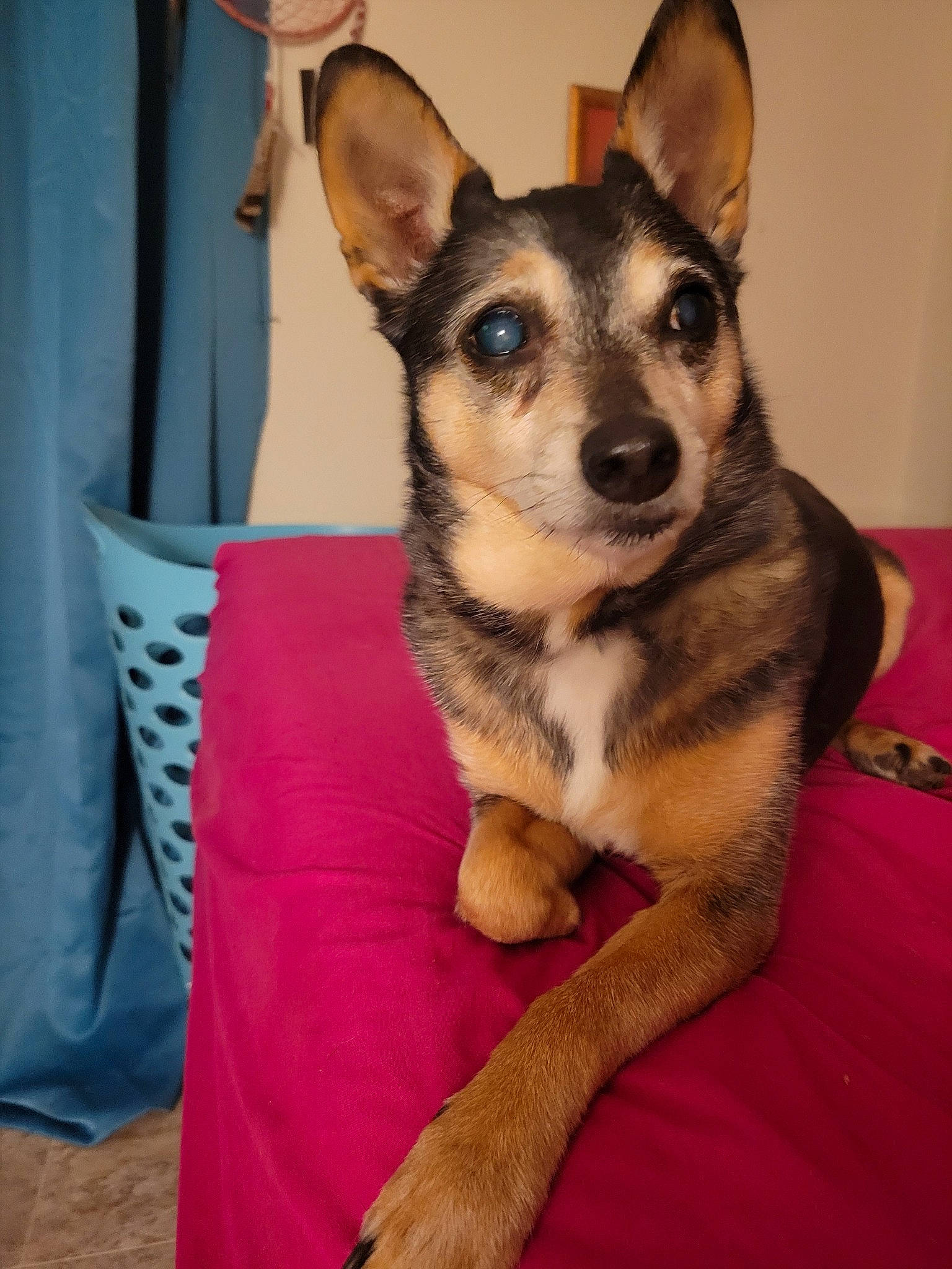 Fynn joined the competition — help win amazing prizes! canidae, carnivore, comfort, companion_dog, dog, dog_breed, dog_supply, ear, fawn, fur, snout, sporting_group, terrestrial_animal, whiskers, working_animal, working_dog