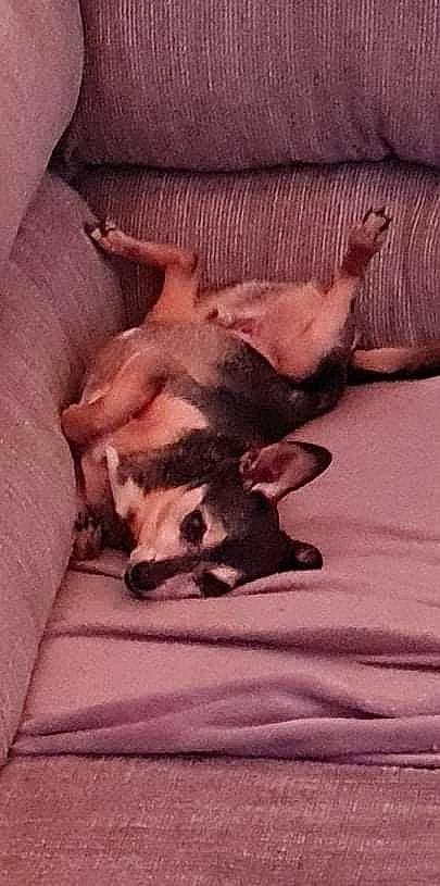 Fynn joined the competition — help win amazing prizes! carnivore, comfort, companion_dog, dog, dog_breed, fawn, felidae, fur, linens, paw, pink, small_to_medium_sized_cats, snout, sporting_group, tail, terrestrial_animal, toy_dog, whiskers, wood, working_animal