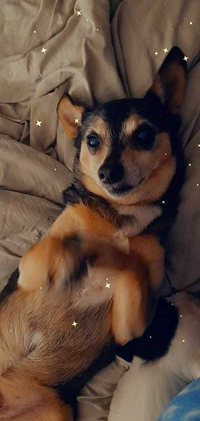 Fynn joined the competition — help win amazing prizes! canidae, carnivore, chihuahua, comfort, companion_dog, corgi_chihuahua, dog, dog_breed, ear, fawn, fur, paw, puppy, snout, terrestrial_animal, toy_dog, whiskers, working_animal