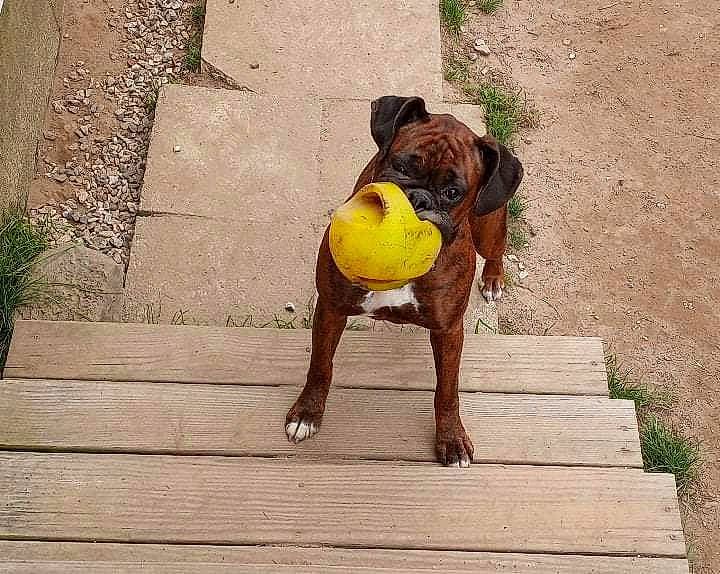 Skye is registered to the contest to win money with this photo: canidae, carnivore, companion_dog, dog, dog_breed, dog_supply, fawn, flooring, human_leg, paw, pet_supply, plant, road_surface, snout, sporting_group, tail, terrestrial_animal, wood, working_animal, working_dog