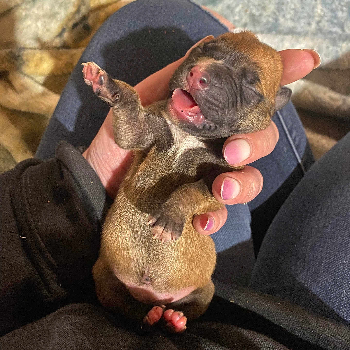 Zara is registered to the contest to win money with this photo: animal, blanket, bodypart, boxer, bulldog, canine, cat, childbirth, dog, finger, frenchbulldog, hand, hound, person, pet, pitbull, puppy, sleeping, snout, toe