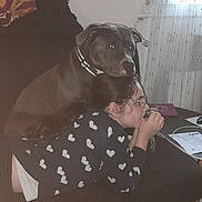 Punch Raucaz participe au concours pour gagner de l'argent avec cette photo : dog, person, indoor, couch, window, curtain, glasses, heart_pattern, tile_floor, table, papers, black_dog, long_hair, casual_clothing, resting, pet, home, relaxing, comfort, furniture