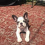 Daisy joined the competition — help win amazing prizes! adorable, animal, backyard, canine, carpet, cute, daylight, dog, french_bulldog, garden_hose, greenery, lying_down, outdoor, patterned_rug, pet, puppy, relaxed, resting, small_dog, sunlight