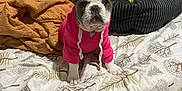 Daisy is registered to the contest to win money with this photo: animal, bed, blanket, bumblebee_costume, cozy, cute, dog, dog_bed, ears, french_bulldog, fur, hoodie, indoor, nose, patterned_bedding, paws, pet, pink_clothing, plush_toy, puppy