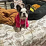 french_bulldog, puppy, dog, hoodie, pink_clothing, bed, blanket, patterned_bedding, dog_bed, plush_toy, bumblebee_costume, indoor, pet, cute, cozy, animal, fur, ears, nose, paws