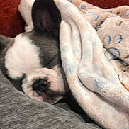 Daisy joined the competition — help win amazing prizes! animal, blanket, closeup, comfort, couch, cozy, cute, dog, ear, fur, home, indoor, pet, relaxing, rest, resting, sleeping, snuggle, soft, warm