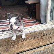 Daisy is registered to the contest to win money with this photo: puppy, dog, french_bulldog, pet, animal, young_dog, wooden_porch, doorway, curious, ears_up, collar, indoor, outdoor, striped_rug, floor, step, home, small_dog, cute, looking_out