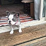 puppy, dog, french_bulldog, pet, animal, young_dog, wooden_porch, doorway, curious, ears_up, collar, indoor, outdoor, striped_rug, floor, step, home, small_dog, cute, looking_out