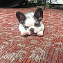 Daisy is registered to the contest to win money with this photo: animal, backyard, beige_rug, carpet, cute, dog, domestic, ears, floor, french_bulldog, garden_hose, lying_down, metal_table, outdoor, patterned_rug, pet, puppy, red_rug, resting, sleepy