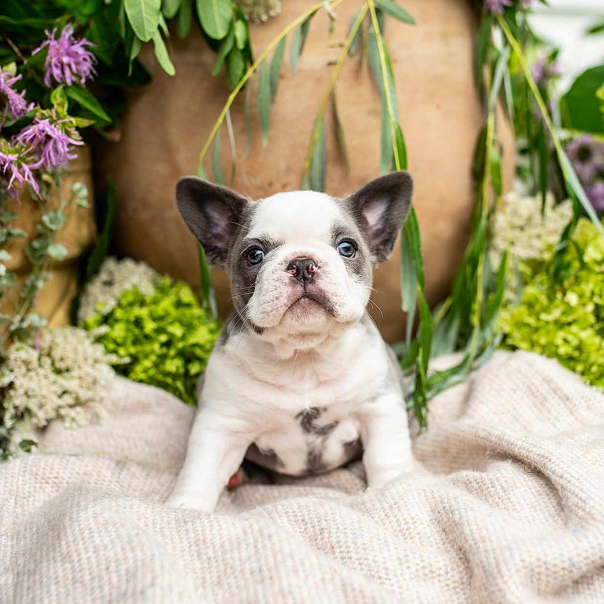 Daisy is registered to the contest to win money with this photo: adorable, animal, blanket, close_up, cozy, cute, dog, flowers, french_bulldog, fur, greenery, indoors, nature, pet, portrait, puppy, sitting, small, soft_texture, young