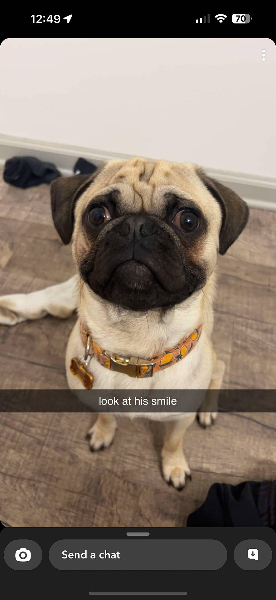 Saint joined the competition — help win amazing prizes! animal, black, brown, canine, collar, companion, cute, dog, expression, eyes, face, floor, indoor, looking_up, pet, pug, sitting, tag, wooden_floor, wrinkles