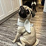 Saint joined the competition — help win amazing prizes! pug, dog, cat, angel_wings, pet, indoor, wooden_floor, looking_up, furry, cute, animal, domestic, flooring, cabinet, home, sitting, back_view, brown, white, cozy