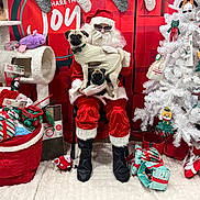 Saint joined the competition — help win amazing prizes! santa_claus, dog, pug, christmas, holiday, sweater, stockings, gift, present, white_christmas_tree, plush_toy, decorations, indoor, festive, red, green, white, person, glasses, chair