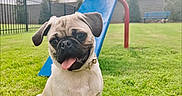 Saint is registered to the contest to win money with this photo: dog, pug, grass, outdoor, playground, blue, red, bench, fence, sky, clouds, pet, tongue_out, happy, sitting, collar, nature, daylight, canine, park