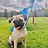 bench, blue, canine, clouds, collar, daylight, dog, fence, grass, happy, nature, outdoor, park, pet, playground, pug, red, sitting, sky, tongue_out