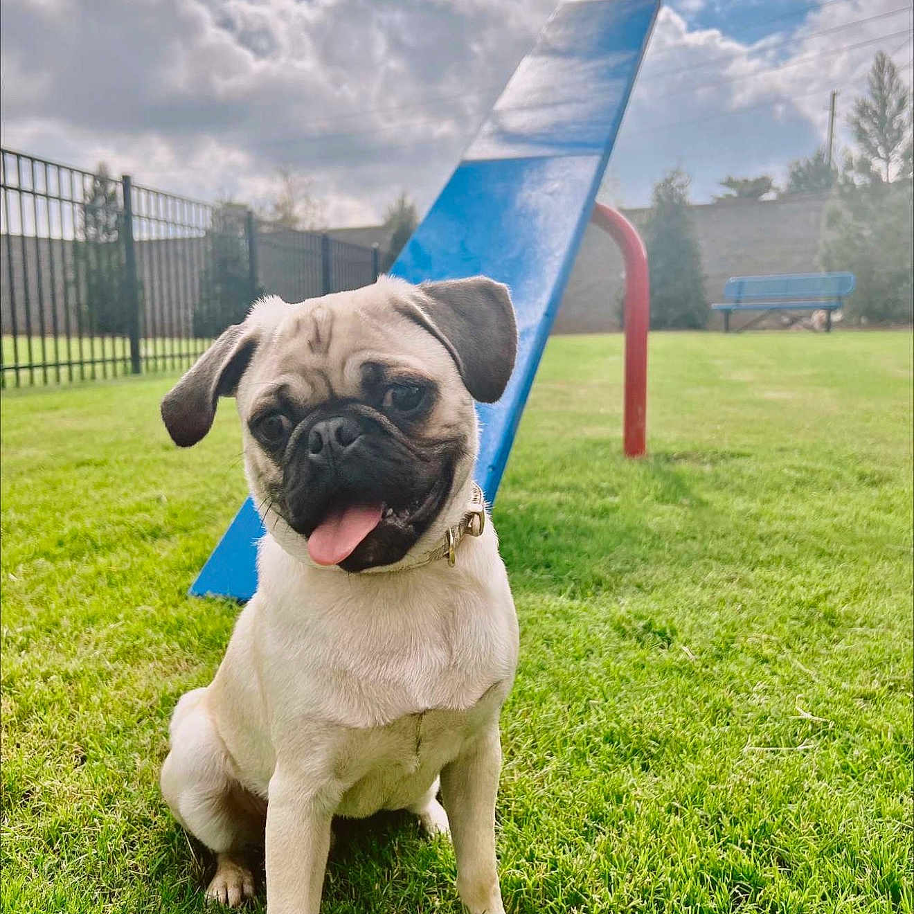 Saint is registered to the contest to win money with this photo: dog, pug, grass, outdoor, playground, blue, red, bench, fence, sky, clouds, pet, tongue_out, happy, sitting, collar, nature, daylight, canine, park