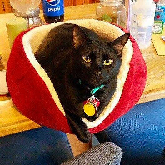 Bag Heera joined the competition — help win amazing prizes!