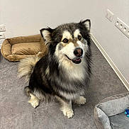 Taeko a rejoint le concours — aidez-le/la à gagner de superbes lots ! alaskan_malamute, brown_eyes, companion, corner, cozy, dog, fluffy_fur, household, indoor, looking_up, paw, pet, pet_bed, portrait, sitting, smile, tail, tile_floor, wall_outlet, wet_nose