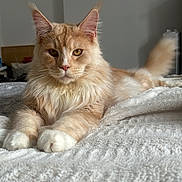 Ubbe participe au concours pour gagner de l'argent avec cette photo : cat, fluffy, indoor, pet, animal, feline, relaxed, lying_down, bed, blanket, soft, whiskers, ears, fur, portrait, closeup, domestic, cute, mammal, resting